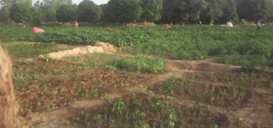 Vegetable gardens at Phanmaggi