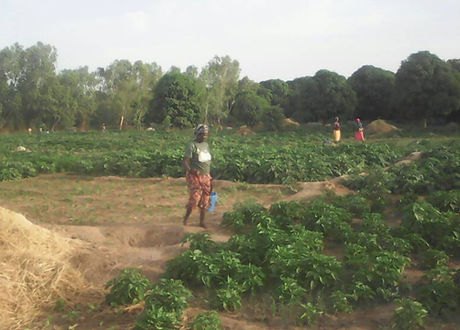 Community members tending vegetable gardens in Saba, The Gambia